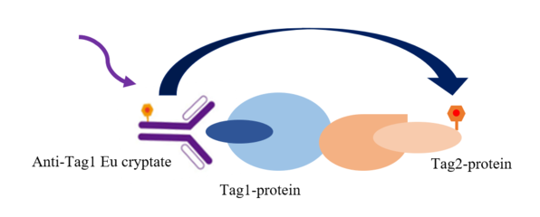 TR-FRET技術 藥物研發的“火眼金睛”與細胞技術的“精密引擎”