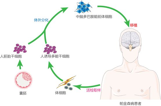 復旦校友領航，躍賽生物獲數千萬元天使輪融資，深耕干細胞治療新賽道