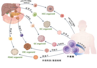 清華長庚醫院獲批三項2022年度國家重點研發計劃重點專項，引領細胞技術研發與應用新突破