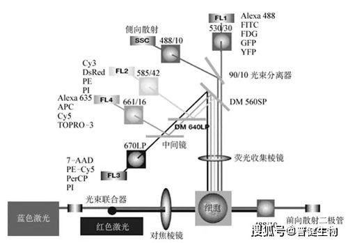 淺談流式細胞術 原理、技術研發與應用前沿